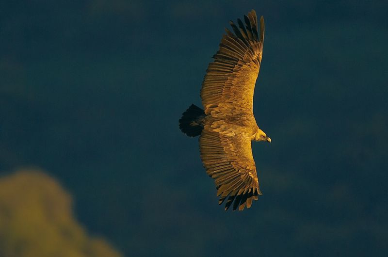 The flight of the griffon vulture